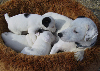 Parson Russell Terrier Zucht