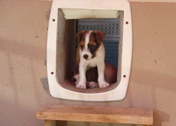 Parson Russell Terrier Zucht