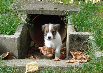 Parson Russell Terrier Zucht