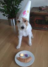 Parson Russell Terrier Zucht