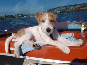 Parson Russell Terrier Zucht