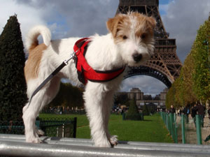 Parson Russell Terrier Zucht