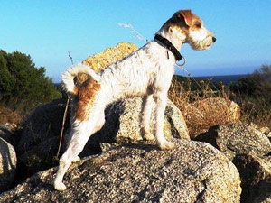 Parson Russell Terrier Zucht