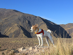 Parson Russell Terrier Zucht