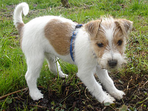 Parson Russell Terrier Zucht