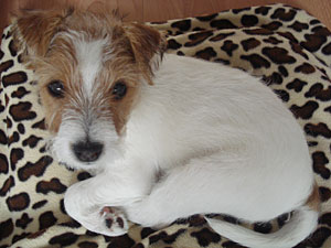 Parson Russell Terrier Zucht