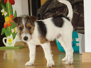 Parson Russell Terrier Zucht