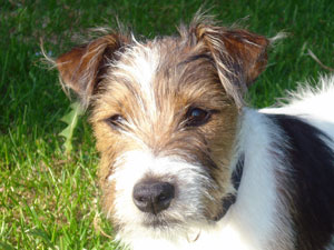 Parson Russell Terrier Zucht