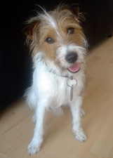 Parson Russell Terrier Zucht