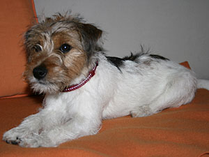 Parson Russell Terrier Zucht