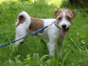 Parson Russell Terrier Zucht