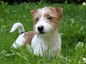 Parson Russell Terrier Zucht