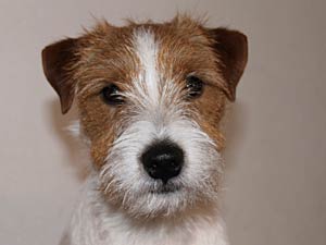 Parson Russell Terrier Zucht