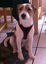 Parson Russell Terrier Zucht