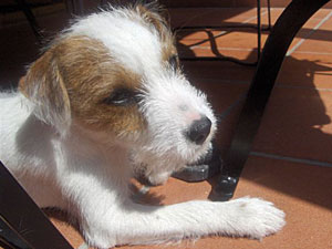 Parson Russell Terrier Zucht