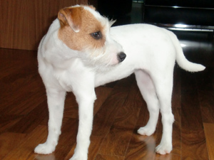 Parson Russell Terrier Zucht