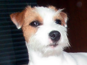 Parson Russell Terrier Zucht