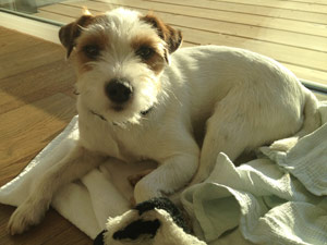 Parson Russell Terrier Zucht