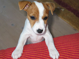 Parson Russell Terrier Zucht