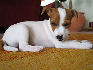 Parson Russell Terrier Zucht