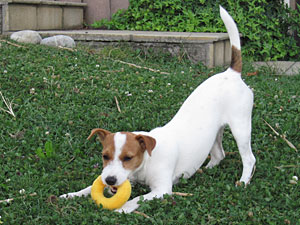 Parson Russell Terrier Zucht