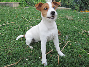 Parson Russell Terrier Zucht