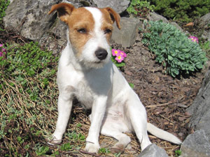 Parson Russell Terrier Zucht