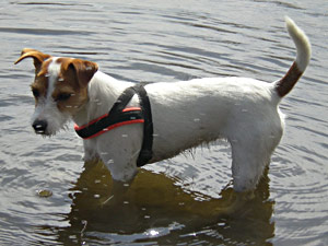 Parson Russell Terrier Zucht