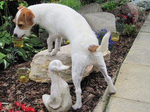 Parson Russell Terrier Zucht