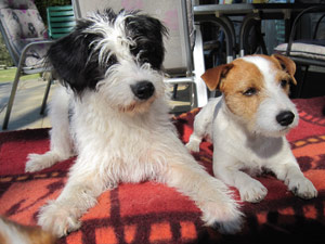 Parson Russell Terrier Zucht