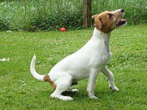 Parson Russell Terrier Zucht