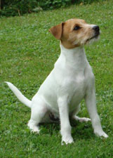 Parson Russell Terrier Zucht