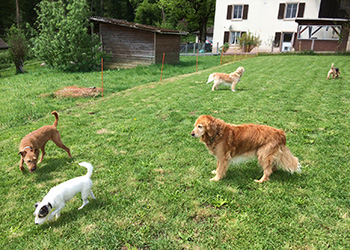 Hundeferien auf der Parson Russell Terrier Zucht