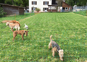 Hundeferien auf der Parson Russell Terrier Zucht