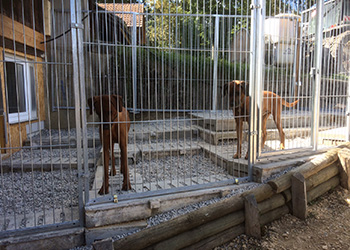 Hundeferien auf der Parson Russell Terrier Zucht