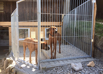 Hundeferien auf der Parson Russell Terrier Zucht