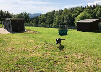 Hundeferien auf der Parson Russell Terrier Zucht