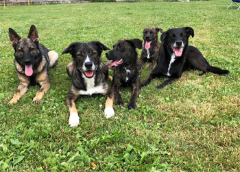 Hundeferien auf der Parson Russell Terrier Zucht