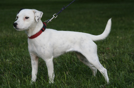 Parson Russell Terrier Zuchthndin Jena