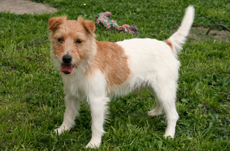 Parson Russell Terrier Zuchtrde Lucky